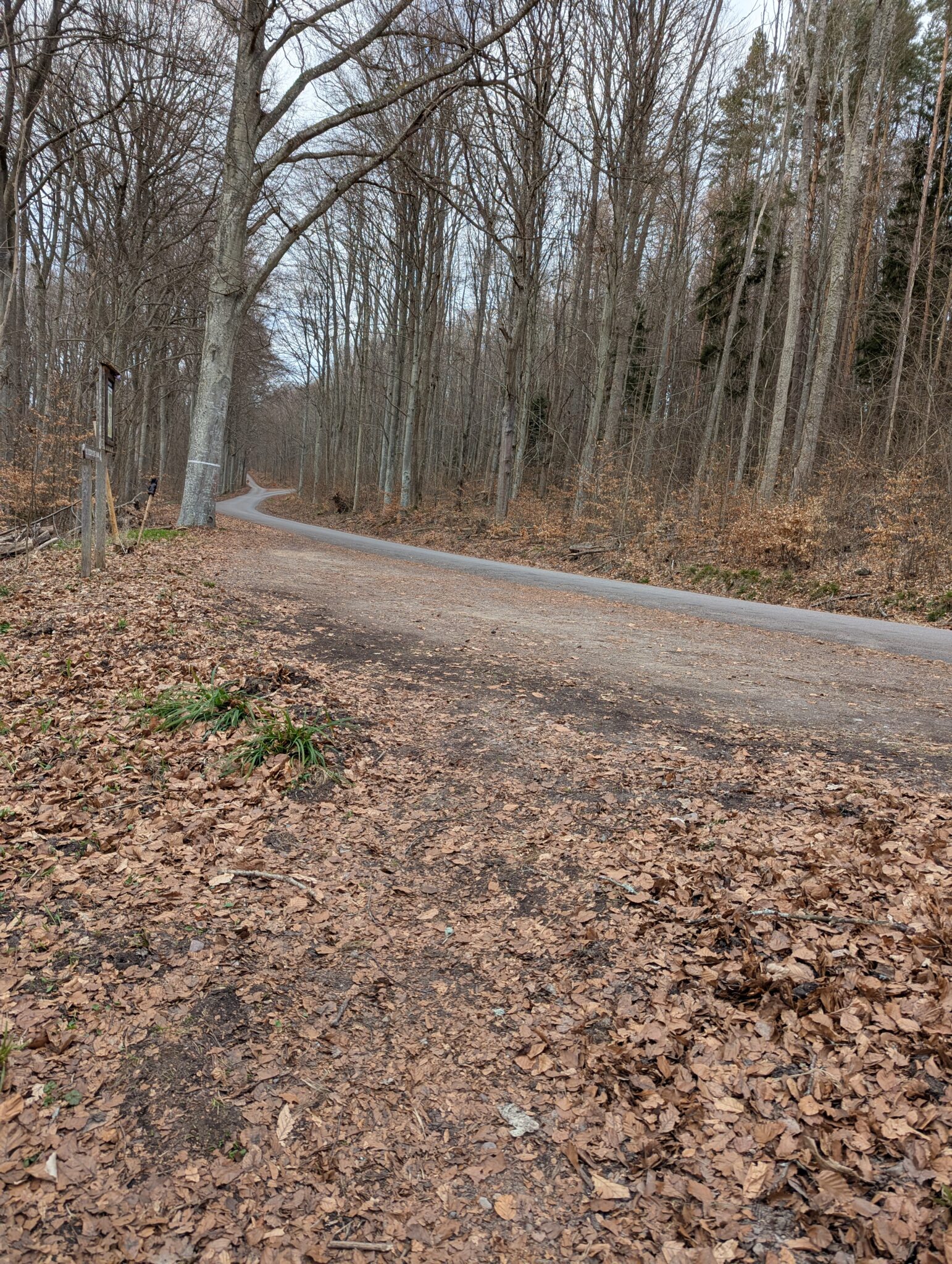 Slingrande grusväg genom lövfälld bokskog på tidig vår, med bruna löv på marken, nära Ellen Keys strand i Ödeshögs kommun.