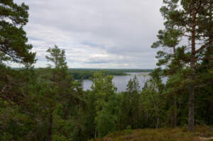 Utsikt över tallskog och en sjö.