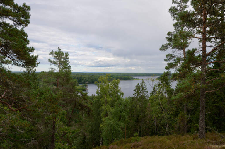 Utsikt över tallskog och en sjö.