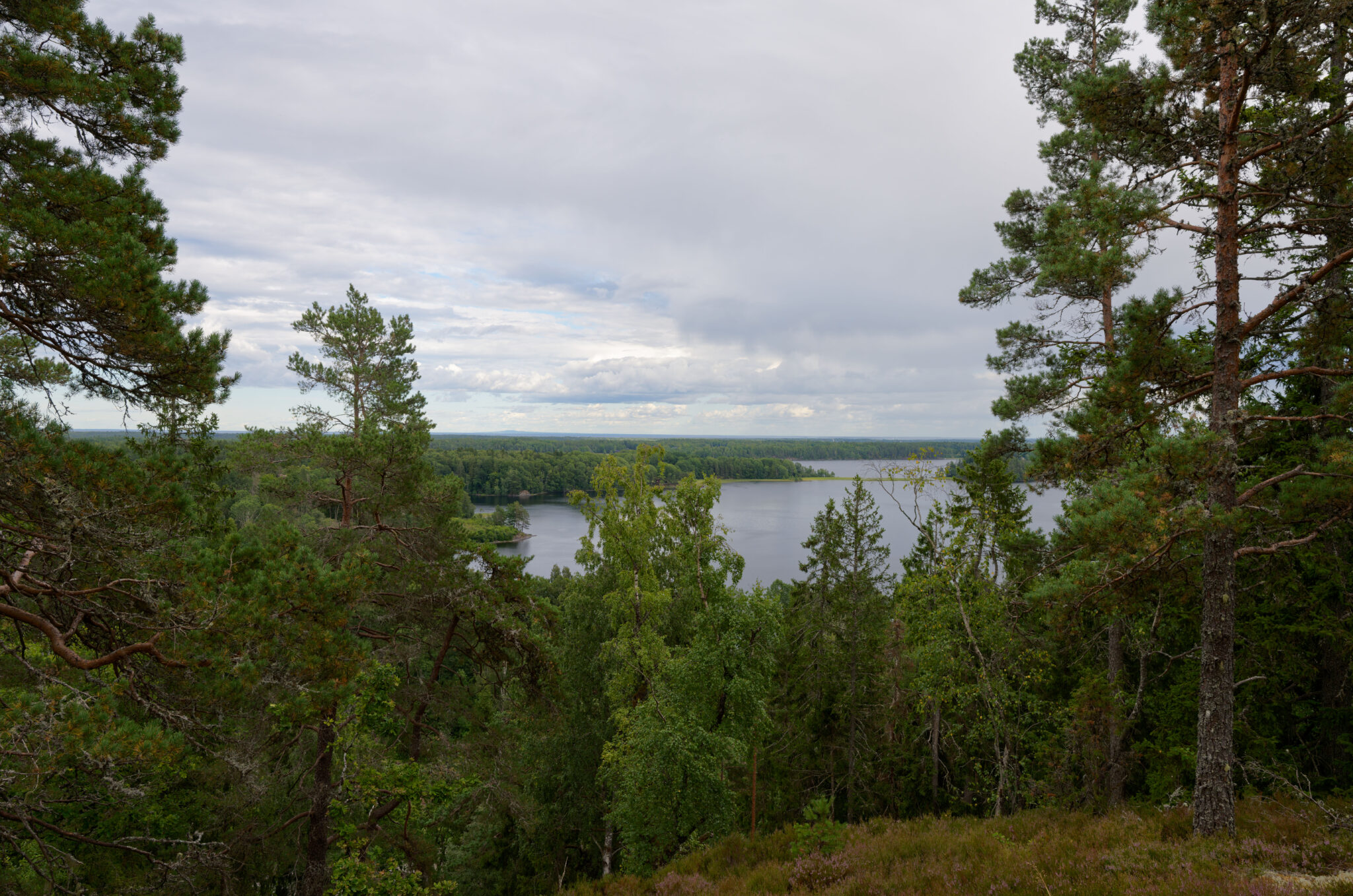 Utsikt över tallskog och en sjö.