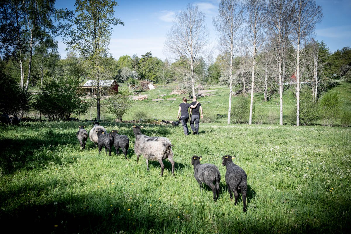 Lupiners gård